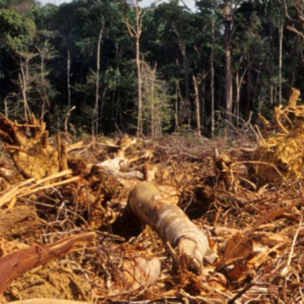 Ban on access to the EU market for products that have caused deforestation