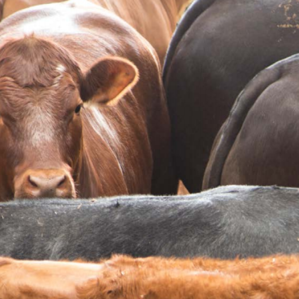 La mesure miroir europ&eacute;enne sur les antibiotiques dans l&rsquo;&eacute;levage, pourrait faire perdre au Br&eacute;sil tout acc&egrave;s au march&eacute; europ&eacute;en pour la viande